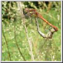 Sympetrum striolatum - Grosse Heidelibelle 06.jpg